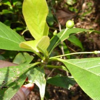 Timonius flavescens (Jacq.) Baker